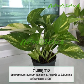 ต้นพลูด่าง Epipremnum aureum (Linden &amp; André) G.S.Bunting ไม้ฟอกอากาศ ในถุงชำ 3 นิ้ว