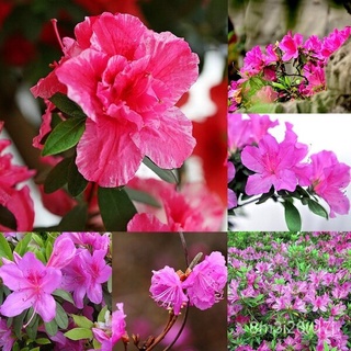 อินทรีย์ ต้น ดอก/ปลูกง่าย ปลูกได้ทั่วไทย บอนสี บอนสีสวยๆ 50 เมล็ด Rhododendron Flower Seeds บอนสีหายาก เมล็ดพันธุ์ เป็นไ