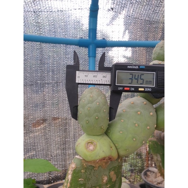 ไข่มังกร (cactus) (เด็ดสด)