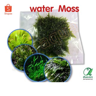 moss มอสนอกพันตะแกรง​​ 4.5x5 cm (ต้นไม้น้ำ)