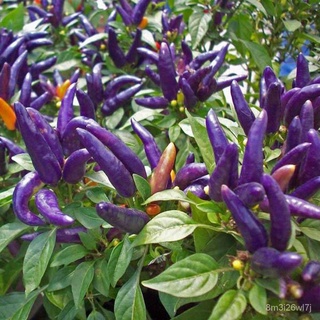 อินทรีย์ ต้น ดอก/พริกชี้ฟ้า สีม่วงถูกที่สุด10บ.เมล็ดพันธุ์พริกชี้ฟ้า สีม่วง10 เมล็ดงอกง่ายโตไว☘️ลูกดก NZP6