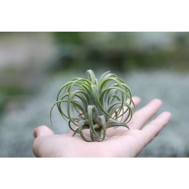 8-8-ionantha-curly-leaf-เซต-5-ต้น