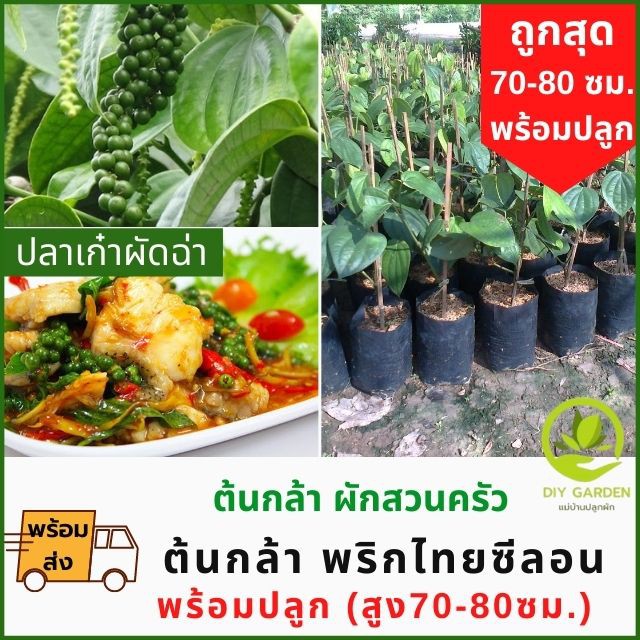 พร้อมส่ง-ต้นกล้า-พริกไทยดำ-พริกไทยซีลอน-พริกไทย-ปลูกผัก-ผักสวนครัว-ต้นกล้า-เมล็ดพันธุ์-เมล็ดพันธุ์ผัก-เมล็ดผัก