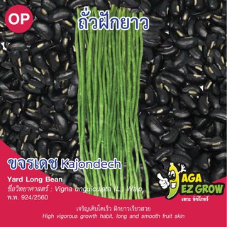 เมล็ดพันธุ์ ถั่วฝักยาวเมล็ดดำ ขจรเดช บรรจุ 10 กรัม [โปรโมชั่น ซื้อ10ซอง แถมฟรี 1ซอง]