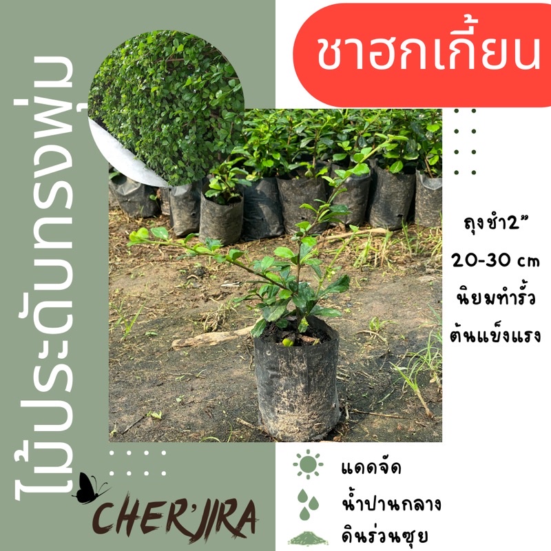 ชาฮกเกี้ยน-ชาดัด-ถุงชำ2-ขนาด-10-20-cm-สั่งขั้นต่ำ-5-ต้น