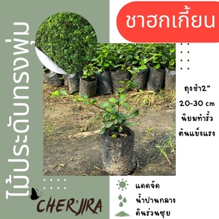 ชาฮกเกี้ยน ชาดัด ถุงชำ2” ขนาด 10-20 cm (สั่งขั้นต่ำ 5 ต้น)