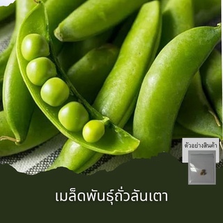 เมล็ดพันธุ์ถั่วลันเตา 3เมล็ด🔺ขั้นต่ำโปรดสั่งสินค้าภายในร้าน30บาทขึ้นไปค่ะ