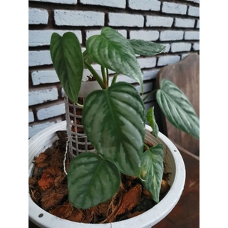 Philodendron sodiroi verigated ฟิโลเด​นด​รอน​ โซดิโรอิ​ ด่าง