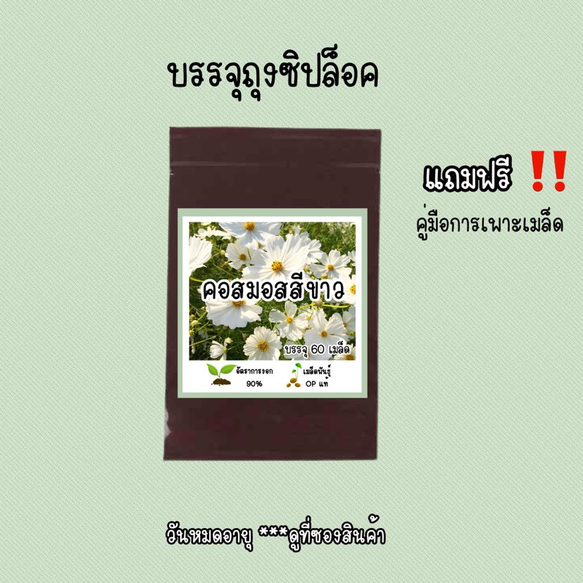 เมล็ดพันธุ์คอสมอสสีขาว 300เมล็ด | Shopee Thailand