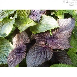 Perilla Japanese Shiso 240-270 Seeds (Perilla Frutescens L.) Heirloomเมล็ดเชีย เมล็ดกุหลาบ เมล็ดดอกไม้ เมล็ดดอกดาวเรือง