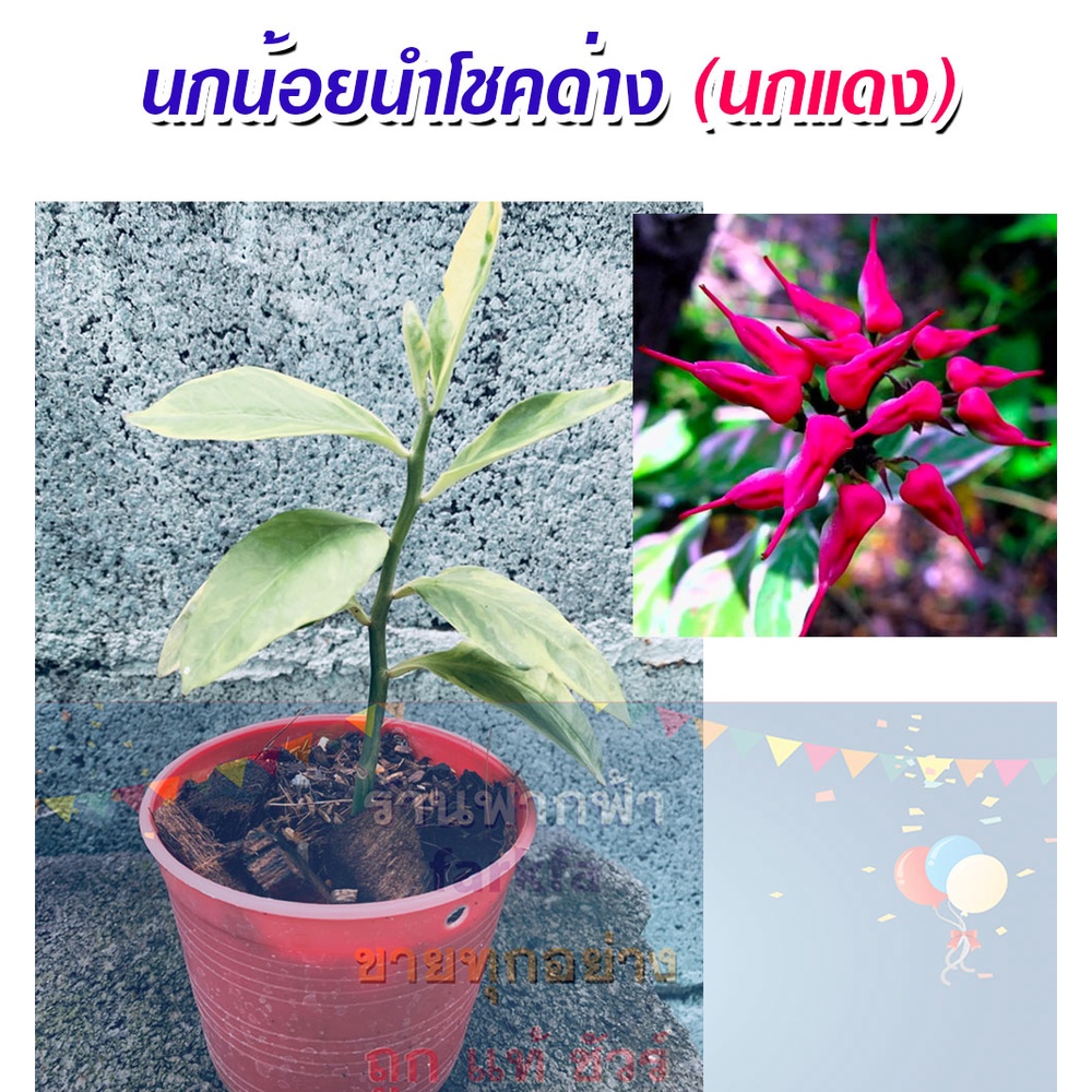 นกน้อยนำโชคด่าง-นกแดง-ไม้มงคล-จัดส่งพร้อมกระถาง-3-นิ้ว