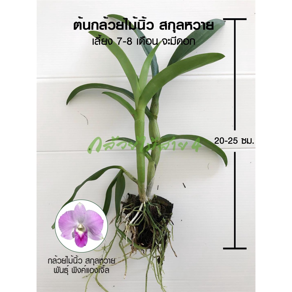 กล้วยไม้นิ้ว-สกุลหวาย-พันธ์ุ-พิงค์แองเจิ้ล-dendrobium-pink-angel-young-orchid-plants-ขั้นต่ำ-2-ต้นขึ้นไปนะคะ