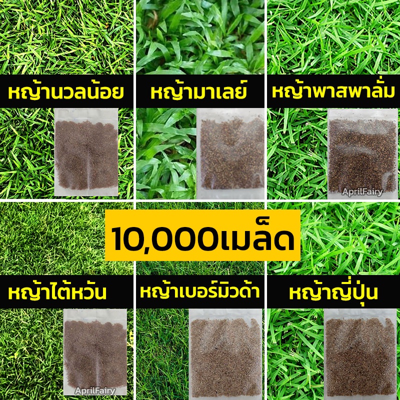 10000-เมล็ดพันธุ์-เมล็ดหญ้า-เมล็ด-หญ้าเบอร์มิวด้า-หญ้าญี่ปุ่น-หญ้านวลน้อย-หญ้ามาเลเซีย-หญ้าไต้หวัน-หญ้าพาสพาลั่ม