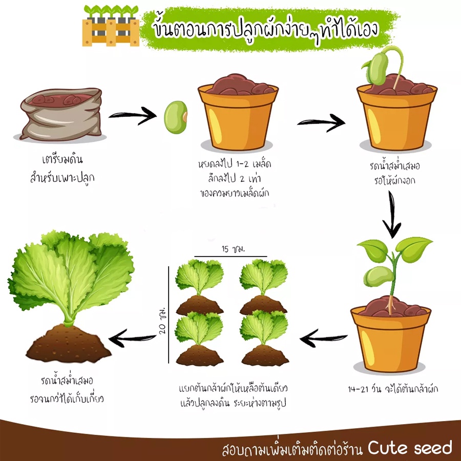 เมล็ดพันธุ์ผักเคล-50เมล็ด-อัตราการงอก95-ปลูกง่าย-แถมฟรี-เมล็ดผักทุกออเดอร์