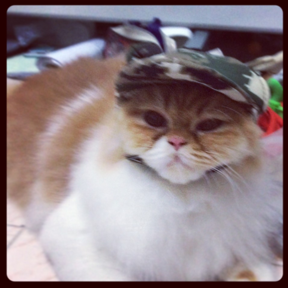 dogacat-หมวกสุนัข-หมาและแมว-หมวกมีหู-ลายทหาร-สีเขียว