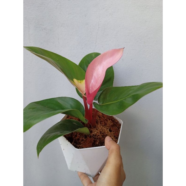 ฟิโลเดนดรอน พิงค์คองโก(Philodendron pink congo)ส่งพร้อมกระถางขาว ...