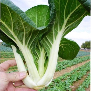 (ผู้ค้าส่งเมล็ดพันธุ์) พร้อมส่ง ❗❗ กวางตุ้งฮ่องเต้ก้านขาว - Canton Pak Choi เมล็ดพันธุ์แท้ OP มีผลผลิตตลอดทั้งปี ปลูกง่า