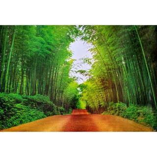 โปสเตอร์ รูปถ่าย ทางเดิน ต้นไม้ ต้นไผ่ วิว ธรรมชาติ Landscapes Nature POSTER 24”x35” Inch Beautiful Tree Walkway