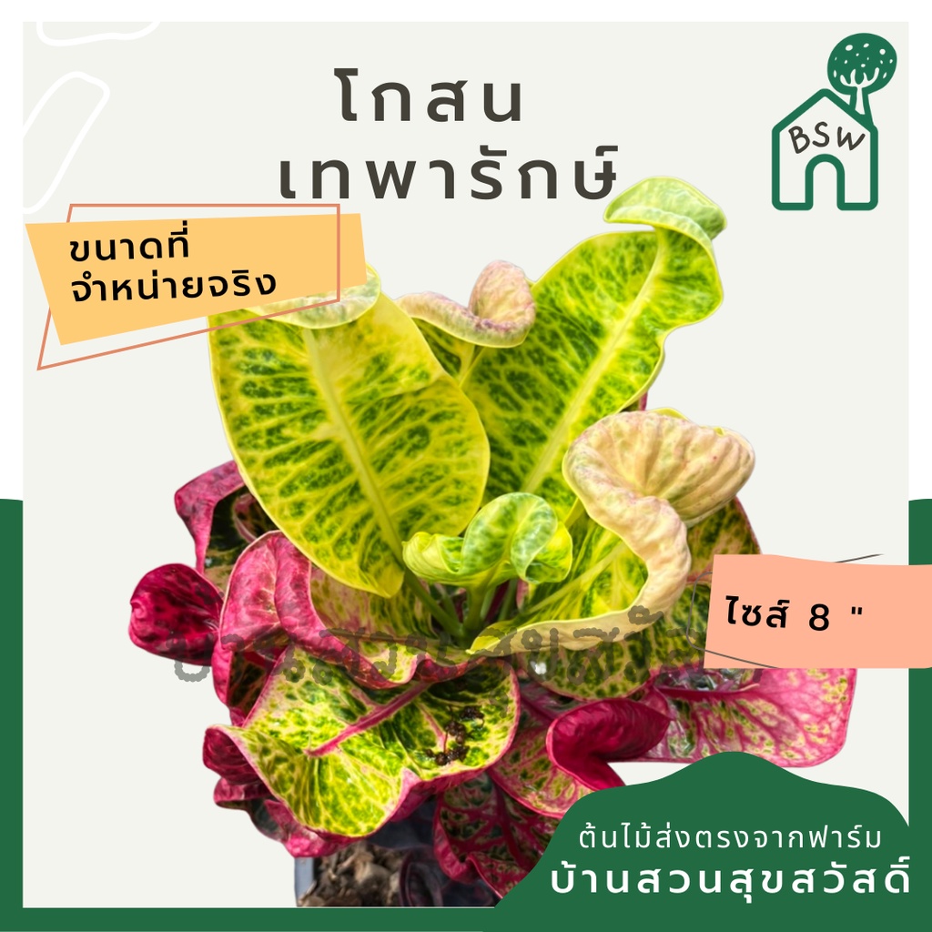 โกสน-เทพารักษ์ส่งพร้อมกระถาง-8-นิ้ว