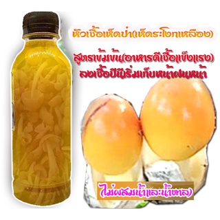 1ขวด เชื้อเห็ดระโงกแท้100% สั่งซื้อจำนวน5ขวด แถมฟรี 1ขวดขนาด250ml พร้อมส่ง