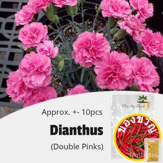 [Plantfilled] Dianthus Double Pink Seeds | Flowers - 10 seeds生菜/男装/头饰/木瓜/花园/seeds/上衣/种子/儿童/内裤/ 6B9L