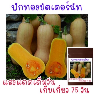 5 เมล็ด เมล็ดพันธุ์ ฟักทองบัตเตอร์นัท