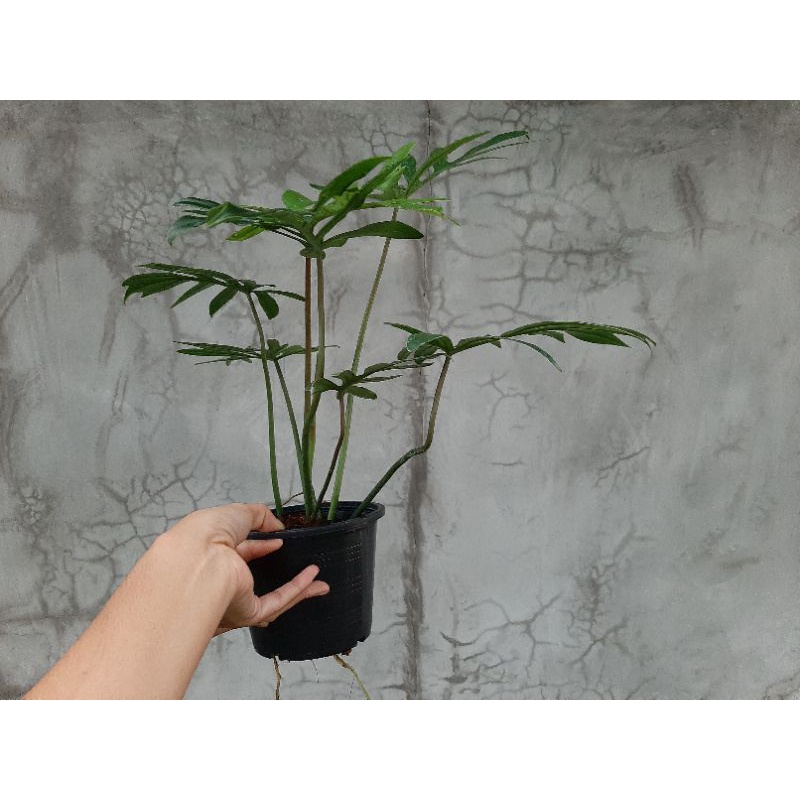 philodendron-mayoi-size-m-ฟิโล-มาโยอิ-ขนาด-กลาง