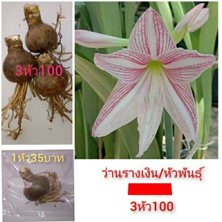 ว่านรางเงิน,ว่านสี่ทิศ แบบหัวพันธุ์