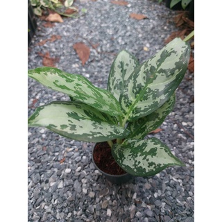 🌿ต้นตวงเงินตวงทอง  เกล็ดมรกต เศรษฐีเรือนเงิน 🌿 ไม้มงคลตระกูล “อโกลนีมา (Aglaonema)” กระถาง 3 นิ้ว