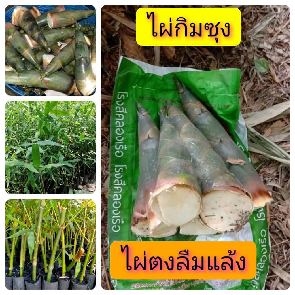 ต้นพันธุ์ไผ่กิมซุง-หรือไผ่ตงลืมแล้ง-จัดชุด-4-ต้น-200-บาท