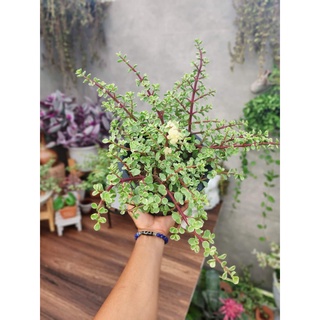 (1กระถาง) ต้น ปะการังสายรุ้ง ด่าง Portulacaria afra ต้นปะการังสายรุ้ง ปะการัง สายรุ้ง ด่าง ต้นปะการัง ทษณน