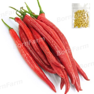 เมล็ดพันธุ์พริกยาว 100เมล็ด เมล็ดพริกยาว พริกโจลอง (Long Chilli Seeds)