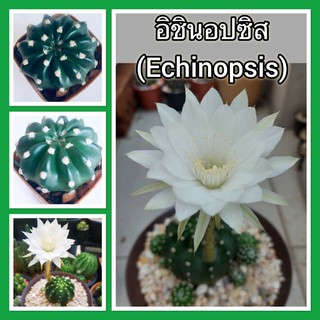 แคคตัส กระบองเพชร อิชินอปซิส (Echinopsis)