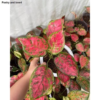 seeds Aglaonema Red Unyamanee50 เมล็ด (ไม่ใช่พืชที่มีชีวิต)