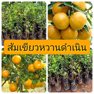 ต้นพันธุ์ส้มเขียวหวานดำเนิน รากแน่น โตไว ต้นแข็งแรงพร้อมปลูก