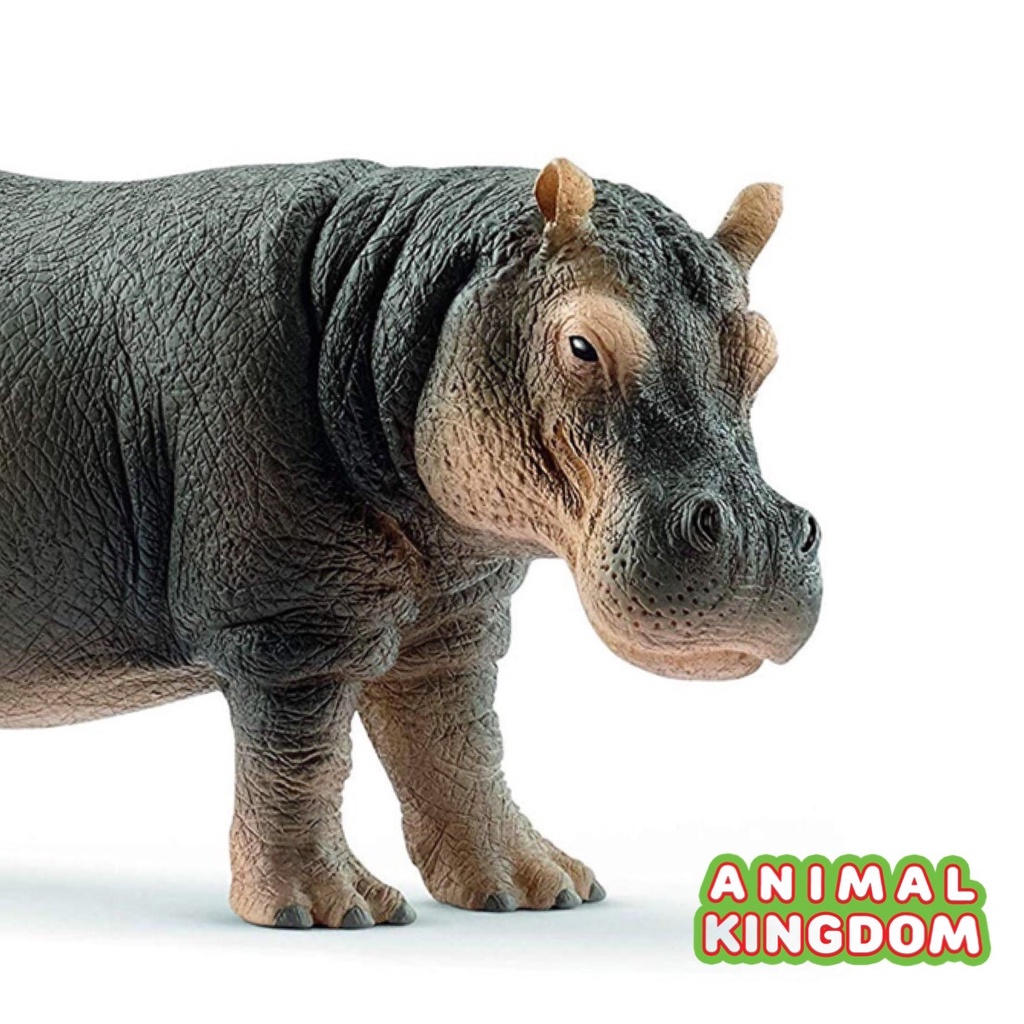 animal-kingdom-โมเดลสัตว์-ฮิปโปโปเตมัส-ขนาด-12-60-cm-จากหาดใหญ่