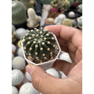 อิชินอปซิส Echinopsis ดอกสีขาว แคคตัส กระบองเพชร จัดส่งทั้งกระถาง ราคาเบาๆ