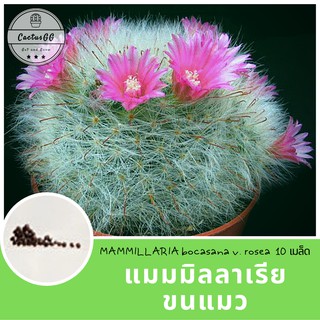 เมล็ดพันธุ์ แมมขนแมว MAMMILLARIA bocasana v. rosea (10 เมล็ด)