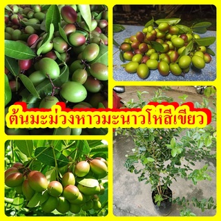 สินค้า ต้นมะม่วงหาว มะนาวโห่ พันธุ์สีเขียว รสชาติเปรี้ยวน้อยกว่าสีแดง ต้นพันธุ์สูง 30-40 ซม.แข็งแรงพร้อมปลูก รับประกันพันธุ์แท้