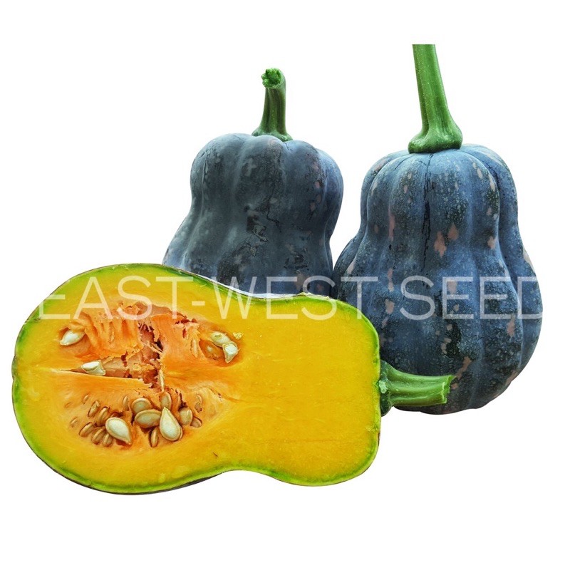 บัตเตอร์นัท-butternut-เมล็ดพันธุ์ฟักทอง-pumpkin-seeds-ถุงทอง-f1-เมล็ดพันธุ์-ผักสวนครัว-ตราศรแดง