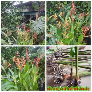 (ขาย หน่อพันธุ์) ดอก ต้น เหง้า หน่อ HELICONIA   LADY DI ใบด่าง ใบ ด่าง เฮลิโคเนีย Wich