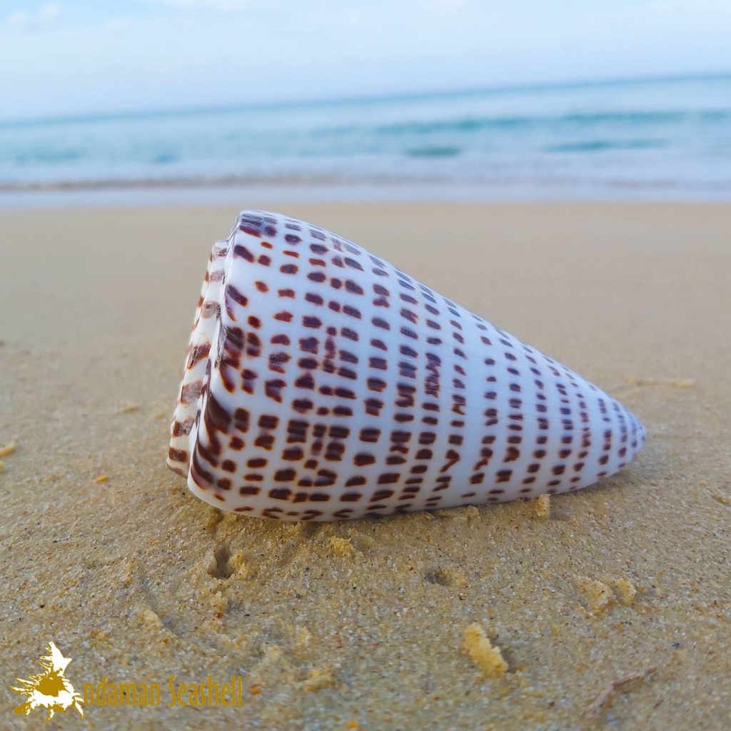andaman-seashell-เปลือกหอย-หอยเต้าปูนตัวอักษร-conus-litteratus