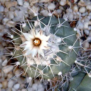 Turbinicarpus hoferi (10 seeds)