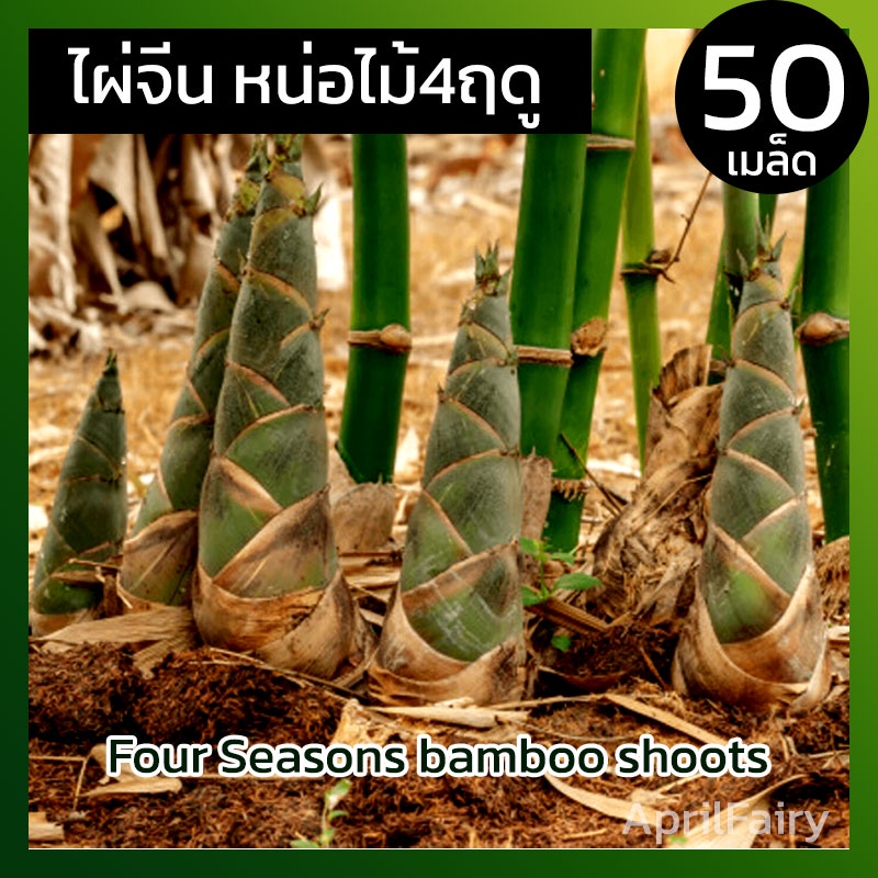 เมล็ดไผ่จีน-เมล็ดไผ่-เมล็ดพันธุ์-ไผ่จีน-ไผ่ปักกิ่ง-ออกหน่อ-4-ฤดู-four-seasons-bamboo-shoots-กินหน่อ-50เมล็ด-นำเข้า