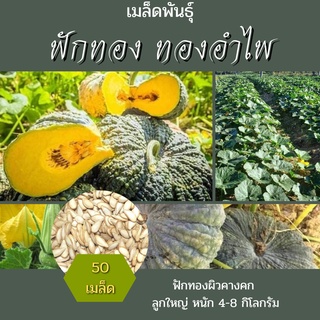 เมล็ดพันธุ์ ฟักทอง ทองอำไพ 50 เมล็ด ฟักทองผิวคางคก ลูกใหญ่หนักถึง 5 ถึง 8 กิโลกรัม