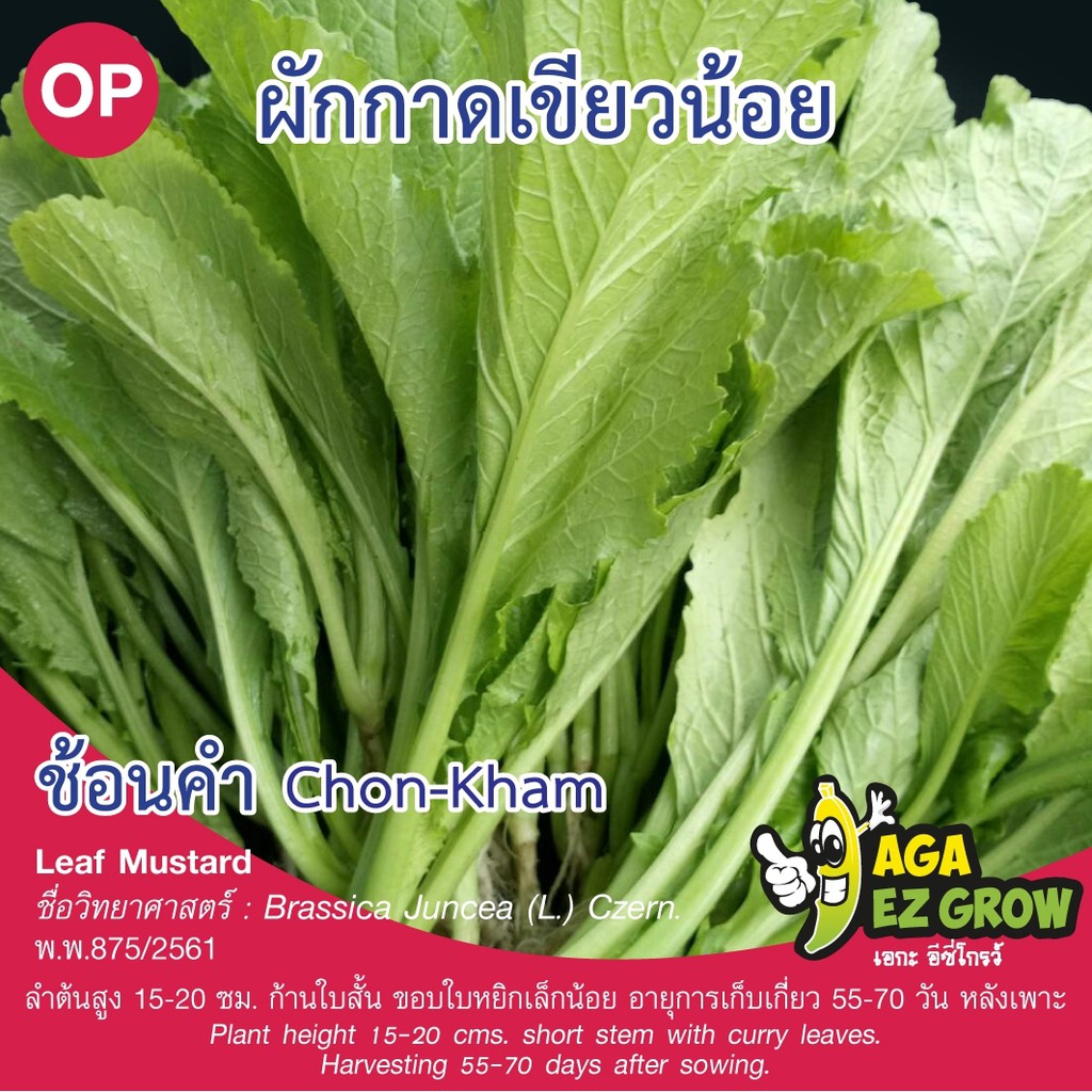 เมล็ดพันธุ์-ผักกาดเขียวน้อย-ช้อนคำ-บรรจุ-5-กรัม-โปรโมชั่น-ซื้อ10ซอง-แถมฟรี-1ซอง