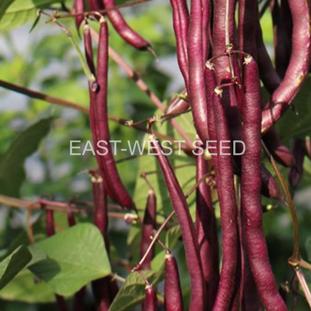 ศรแดง-เมล็ดพันธุ์-ถั่วแขกสีม่วงสิรินธร-เบอร์1-จันกะผัก-east-west-seed-เมล็ดพันธุ์ผัก-เมล็ดพันธุ์-ผักสวนครัว-ตราศรแดง