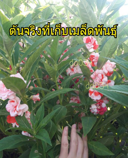 เมล็ดดอกเทียนซ้อน-20เมล็ด-ภาพต้นแม่พันธุ์จริง-อัตรางอกดีมาก-ดอกเทียน