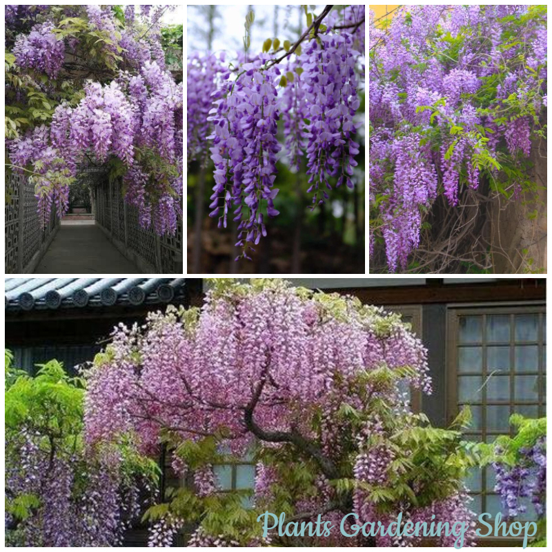 เมล็ดพันธุ์-ถูก-คละ-เมล็ดพันธุ์-วิสเทอเรีย-wisteria-sinensis-flower-seeds-แต่ละแพ็คมี-10-เมล็ด-ดอกไม้จริง-ต้นดอกไม้สวยๆ