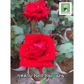 ต้นกุหลาบ Red Baccara กุหลาบ กุหลาบเนเธอร์แลนด์ กุหลาบไร้หนาม หอม ในถุง 8 นิ้ว